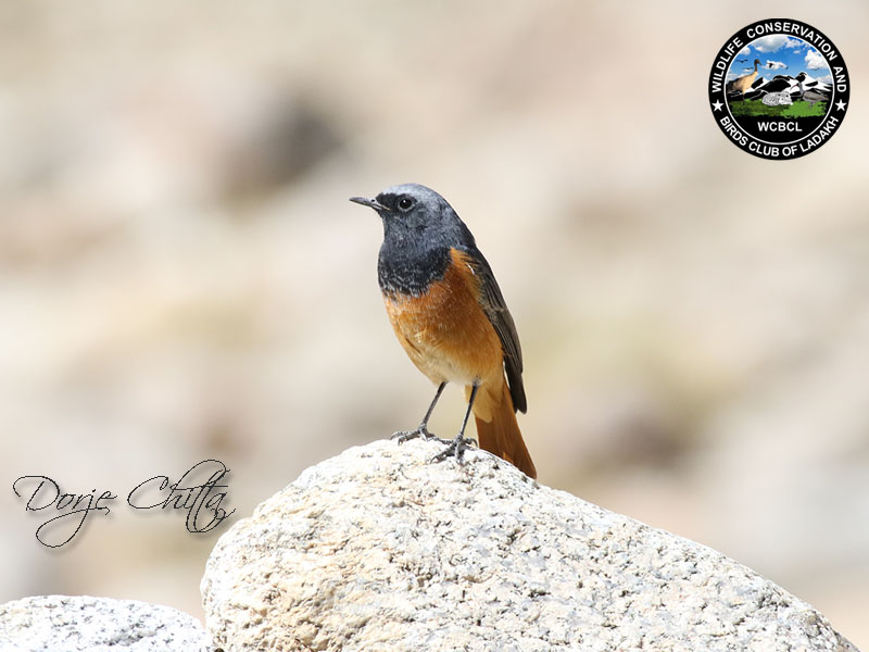 redstarts