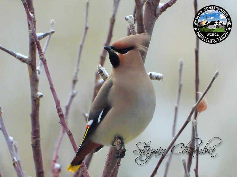 waxwings