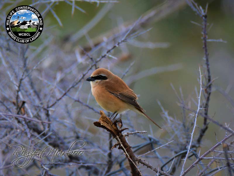 shrikes