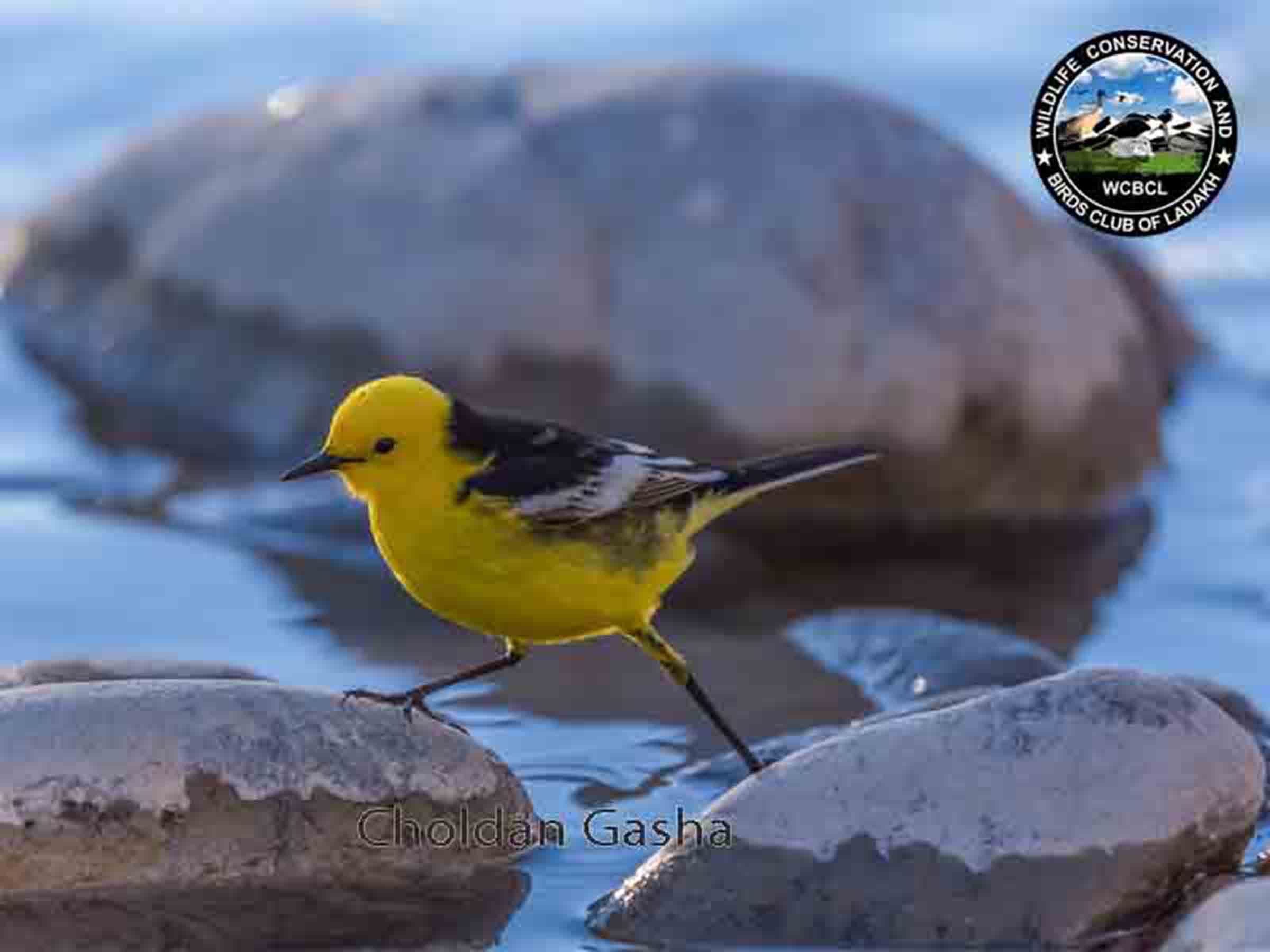 Citrine Wagtail Birds Of Ladakh