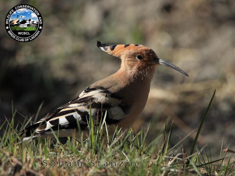 hoopoes