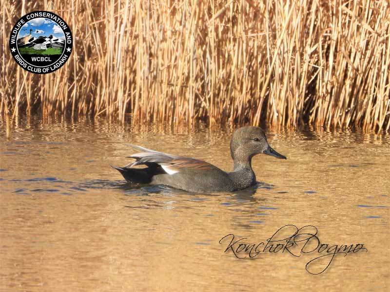 duck-like birds