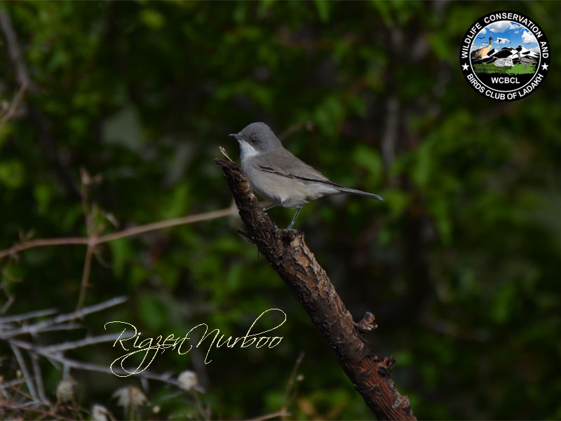 whitethroats