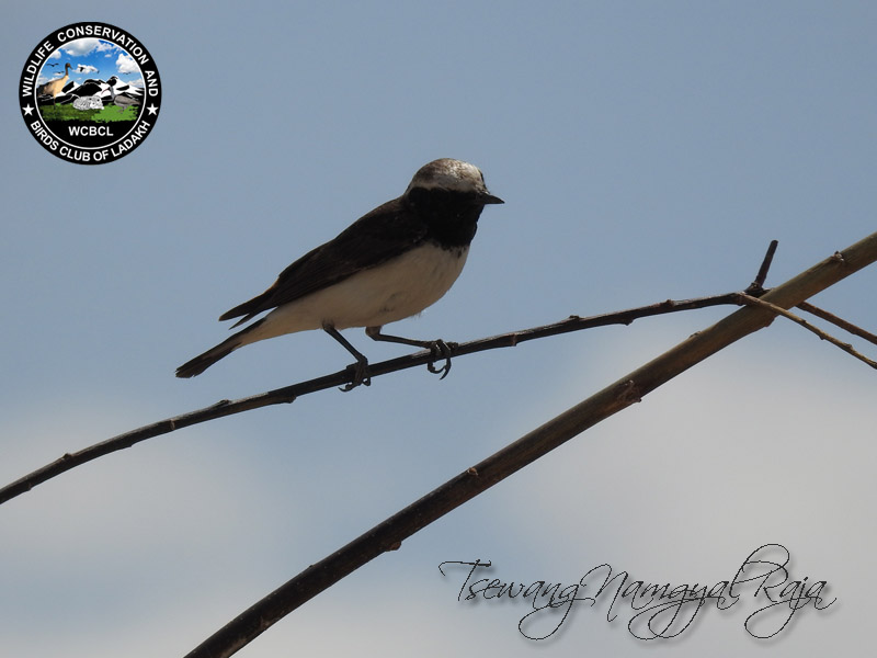 wheatears