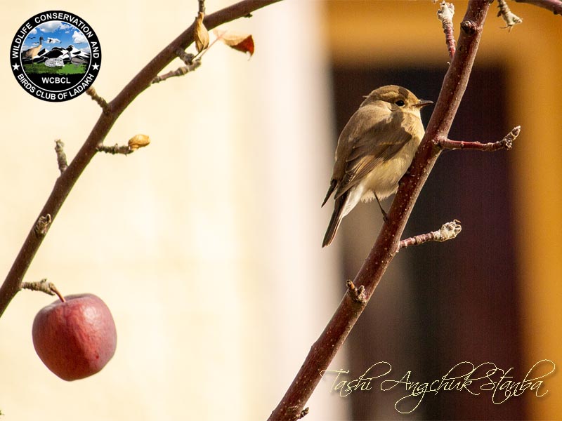 flycatchers