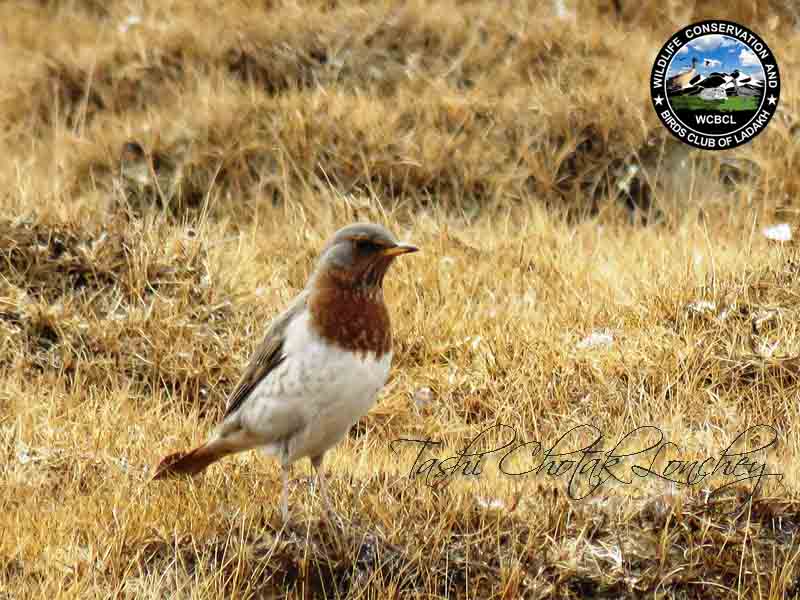 thrushes