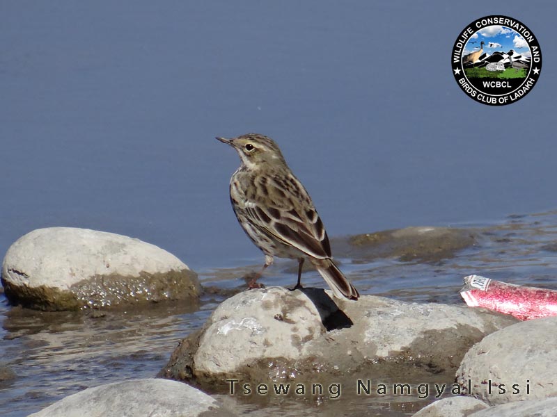 pipits