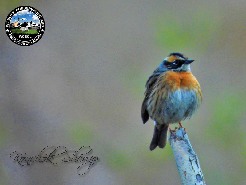 Accentors