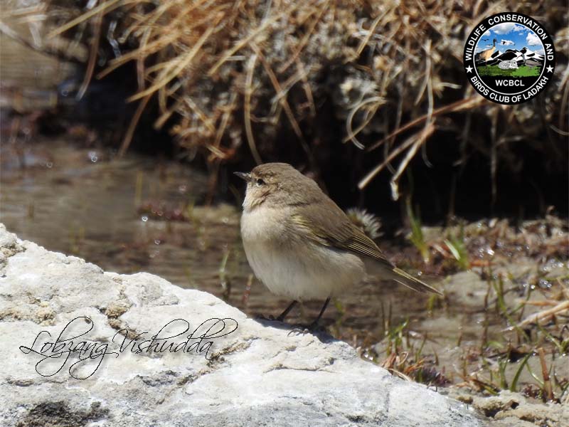 chiffchaff