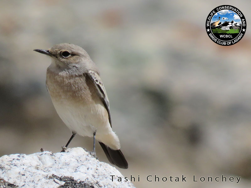 wheatears