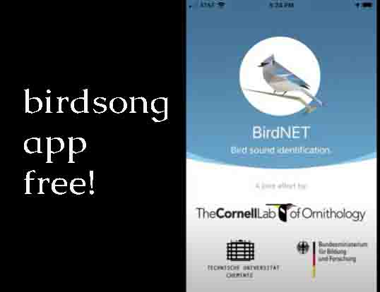 birding basics – Birds of Ladakh