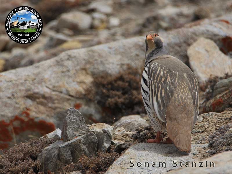 ground birds