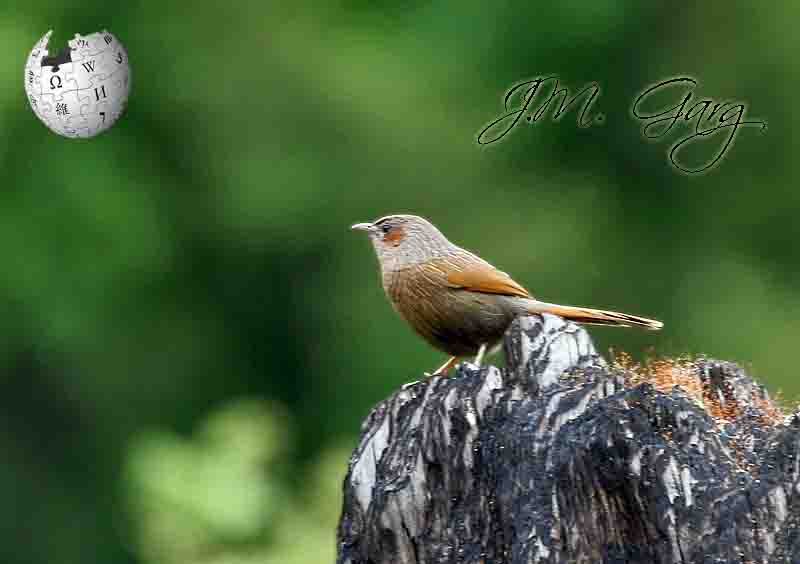 laughingthrushes