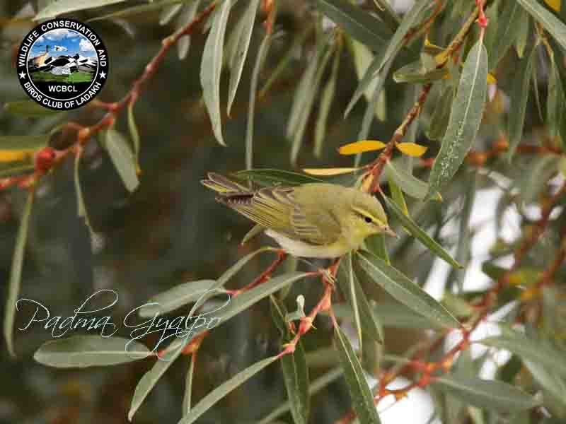 warblers