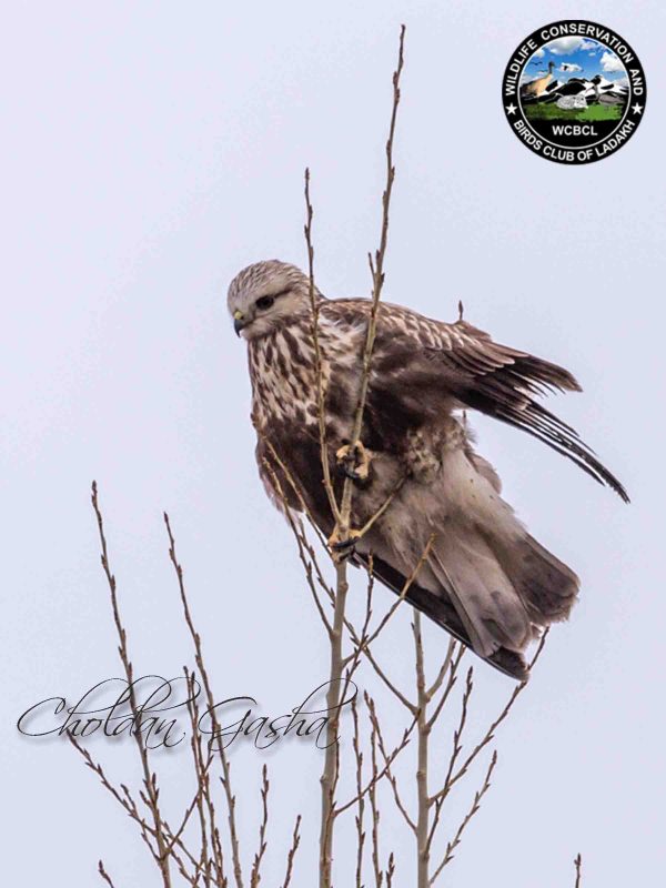 Rough legged Buzzard CG newL 6 x 8 Mesh