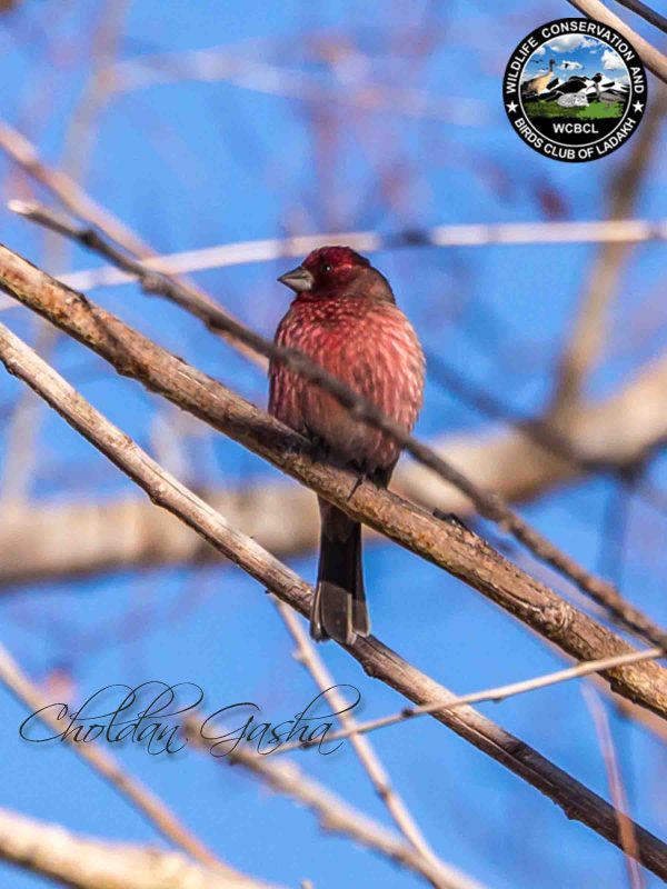 Streaked Rosefinch CG 8 x 6 Mesh